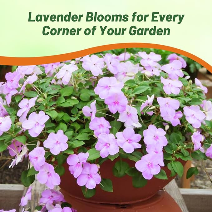 Outsidepride Extreme Lavender Impatiens Flower Seeds - 100 Pcs Annual, Compact & Pollinator Friendly, Impatiens Seeds for Planting w/Vibrant, Abundant Blooms for Shade Gardens & Container Displays