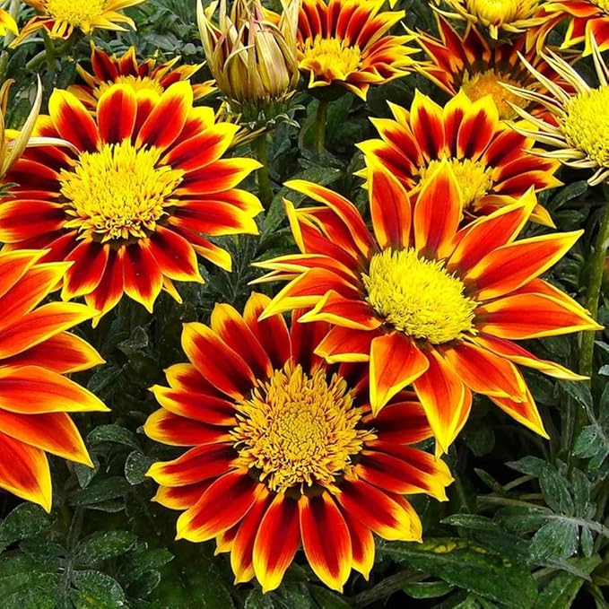 300 Perennial Mix Gazania Seeds Heat-Perennial Ground Cover Seeds-Drought Tolerant Garden Wild Flowers Seed for Gardens Outdoor