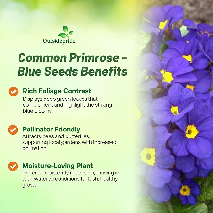 Outsidepride Blue Common Primrose Seeds - 100 Pcs Perennial, Hardy, Easy to Grow & Low Maintenance Flower Seeds for Planting Vibrant Soft Blue Blooms, for Containers, Borders & Erosion Control