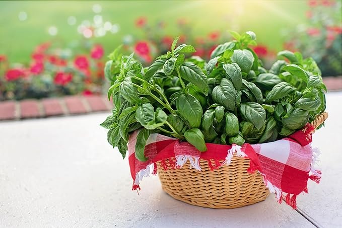 10 Sweet Basil Plants, Large Leaf Basil Live Plants in Pot, 4 to 6 Inches Long, Basil Plants for Growing Indoors Outdoors Hydroponics, Herb Plant Live