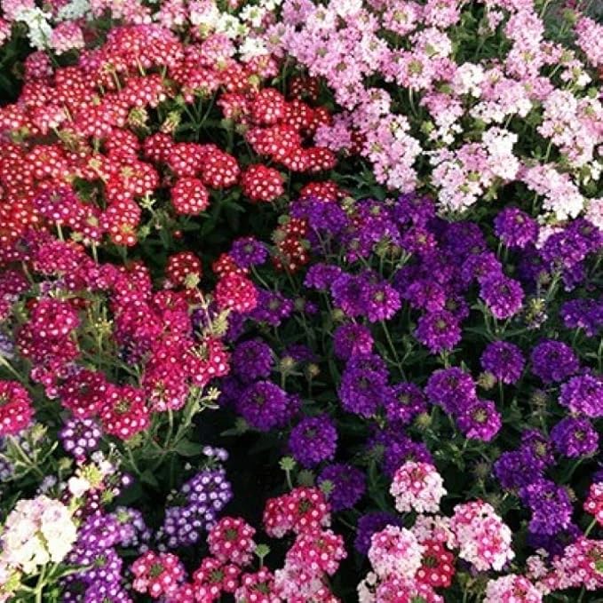 Mix Lantana Seeds for Planting, 350+pcs Rare Perennial Lantana Flower Seeds Plants, Heirloom NO-GMO Yard Potted Decoration Beauty Flowers Plants for Home Garden Outdoors