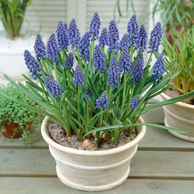 Votaniki Muscari Armeniacum Bulbs - Perennial Muscari 'Grape Hyacinths' | Fragrant & Bell Shaped Blue Flowers - Perfect Addition to Any Garden (25 Pack)