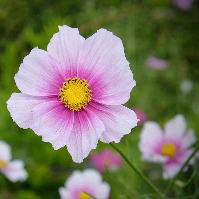 Outsidepride Day Dream Cosmos Bipinnatus Seeds - 2000 Pcs Annual, Easy to Grow & Drought Tolerant, Flower Seeds for Planting w/Fern-Like Foliage & Pink Blooms, Ideal for Borders & Wildflower Meadows