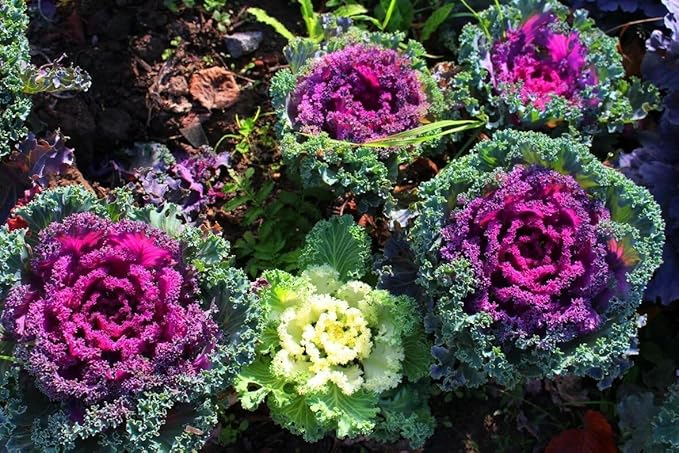 Seeds Flowering Kale 'Fringed Mix' - Heirloom Vegetable - GMO Free