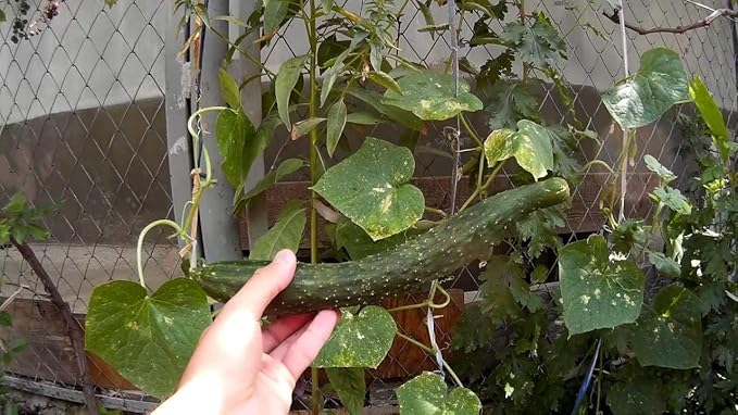 CEMEHA SEEDS - Seeds Cucumber Burpless Chinese Miracle Giant Long Rare Pickling Non GMO Vegetable for Planting
