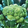 Calabrese Broccoli Seeds - 100 Count Seed Pack - an Old-Fashioned Variety Renowned for its Bluish Green Heads and Multiple Shoots - Country Creek LLC