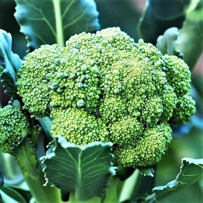 Calabrese Broccoli Seeds - 100 Count Seed Pack - an Old-Fashioned Variety Renowned for its Bluish Green Heads and Multiple Shoots - Country Creek LLC