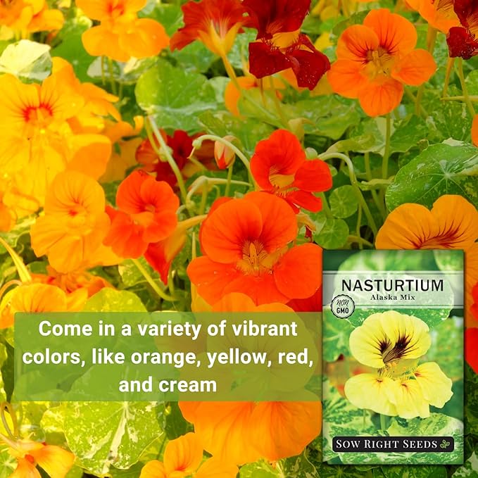 Sow Right Seeds - Dwarf Alaska Mix Nasturtium Seeds for Planting - Edible Flower - Non-GMO Heirloom Packet with Instructions to Plant in Your Garden - Warm Colored Blooms and Variegated Leaves (1)