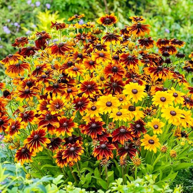 400+ Black Eyed Susan Seeds for Planting - Perennial Yellow Flowers, Ideal for Garden & Wildflower Landscapes