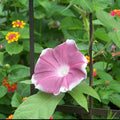 Eden Brothers Morning Glory Seeds - Chocolate, Non-GMO Seeds for Planting, Packet | Low-Maintenance Flower Seeds, Plant During Spring, Zones 1, 2, 3, 4, 5, 6, 7, 8, 9, 10