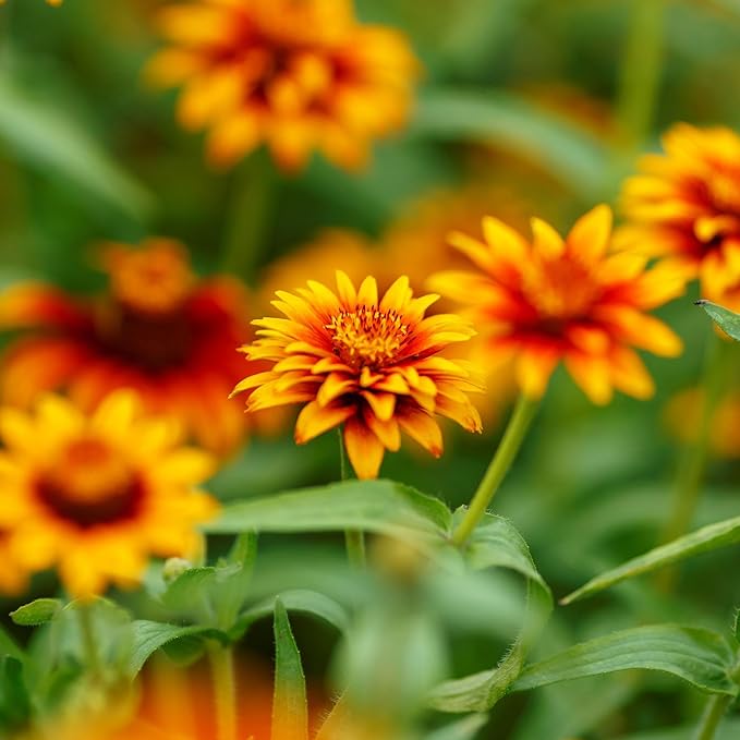 Eden Brothers Zinnia Seeds - Old Mexico, Non-GMO Seeds for Planting, 1 oz | Low-Maintenance Flower Seeds, Plant During Spring, Zones 3, 4, 5, 6, 7, 8, 9, 10
