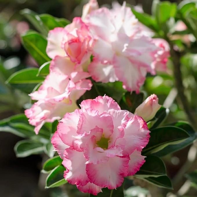 Mixrug 5pcs Colorful Desert Rose Seeds for Planting, Rare Beauty Desert Rose Flower Seeds, Heirloom Non-GMO Home Garden Pretty Rosa Flowers Plants in Outdoors