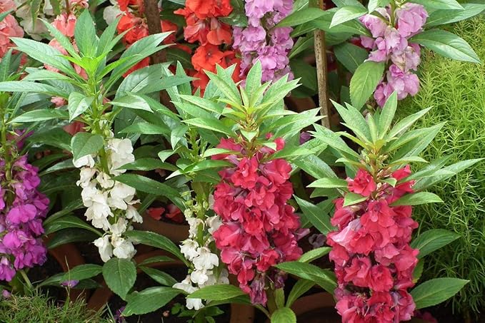 Balsam Garden Mix Seeds – Impatiens Balsamina | Heirloom Touch-Me-Not Flowers | Easy-to-Grow Annual for Vibrant Blooms