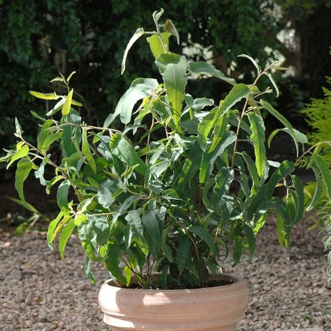 Park Seed Grow Your Own Eucalyptus Seeds Plant, Perfect for Indoor Growing and Spring Garden, Lemon Bush, Pack of 15