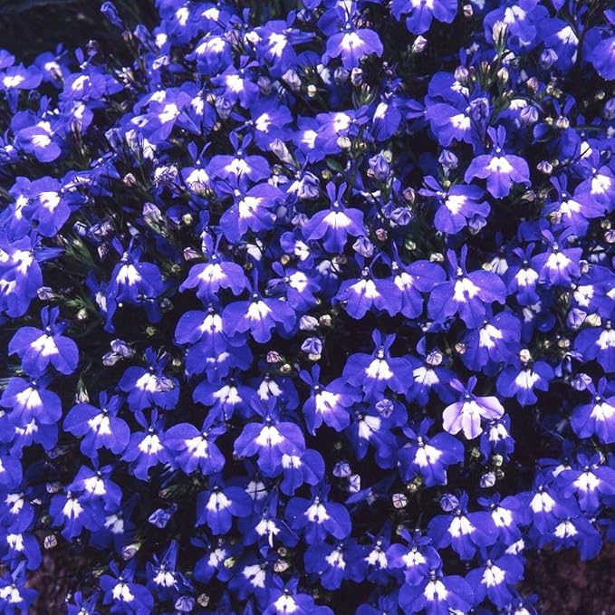 5000+ Perennial Cascade Mixture Lobelia Seeds for Planting Outdoors-Lobelia Ground Cover Seed Flowers Planting Non-GMO Heirloom