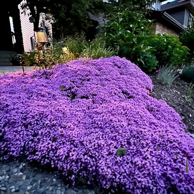 21000+ Magic Purple Creeping Thyme Seeds for Planting Ground Cover Plants Heirloom Flowers Perennial Thyme Non-GMO Thymus Serpyllum Seed