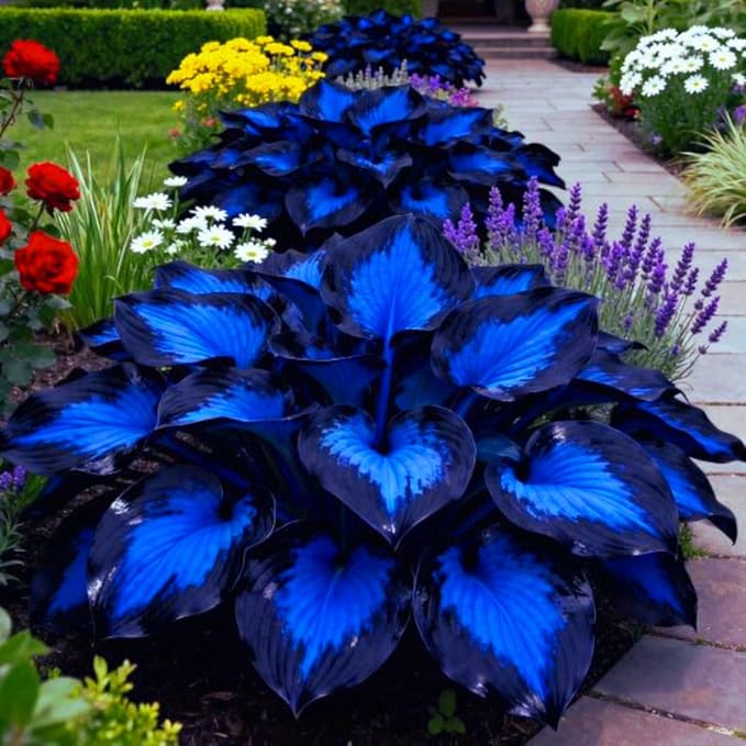 340+ USA PERMIUM Giant Hosta Flower Seed for Planting Outdoors-Non GMO Heirloom Shade Garden Flowers Open Pollinated