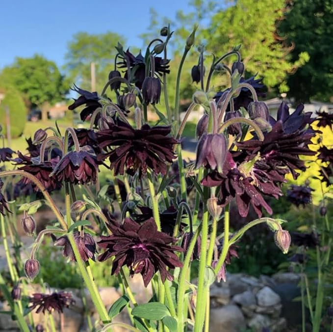 100+ Black Barlow Columbine Seeds Black Flowers Double Columbine Blooms Flower Plant