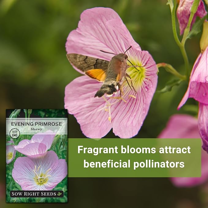 Sow Right Seeds - Showy Evening Primrose Flower Seeds for Planting - Non-GMO Heirloom Packet with Instructions - Native Wildflower for Pollinators - Perennial Pink Ladies, Mexican Evening Blooms (1)