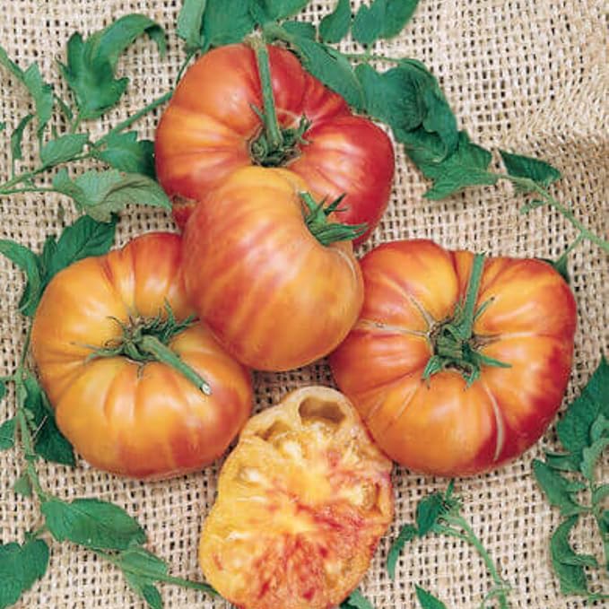 30 Rainbow Beefsteak Tomato Seeds for Planting, Tomato Vegetable Seeds to Grow Indoor Outdoor