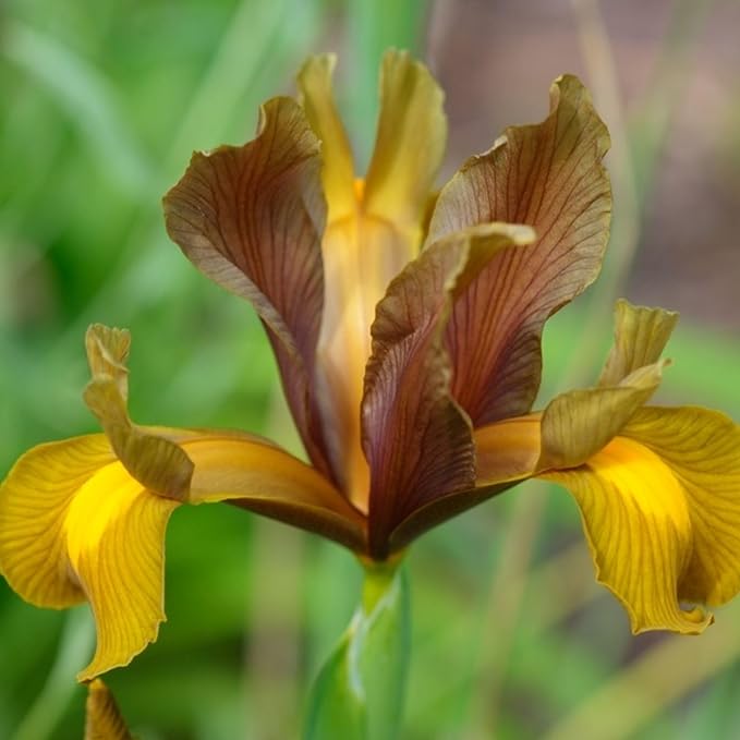 Votaniki Dutch Iris Autumn Princess Bulbs - Gorgeous Flower, Hardy Perennial for Spring Blooms | Easy to Grow, Perfect for Cutting Gardens (12 Pack)