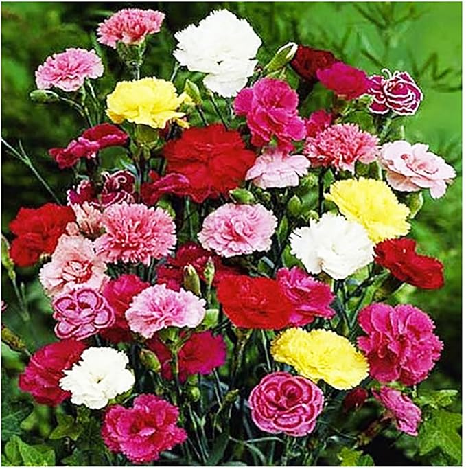 Carnation Chabaud Mix Seeds - 275 Seeds - 8 Week Blooming Period - All Zones