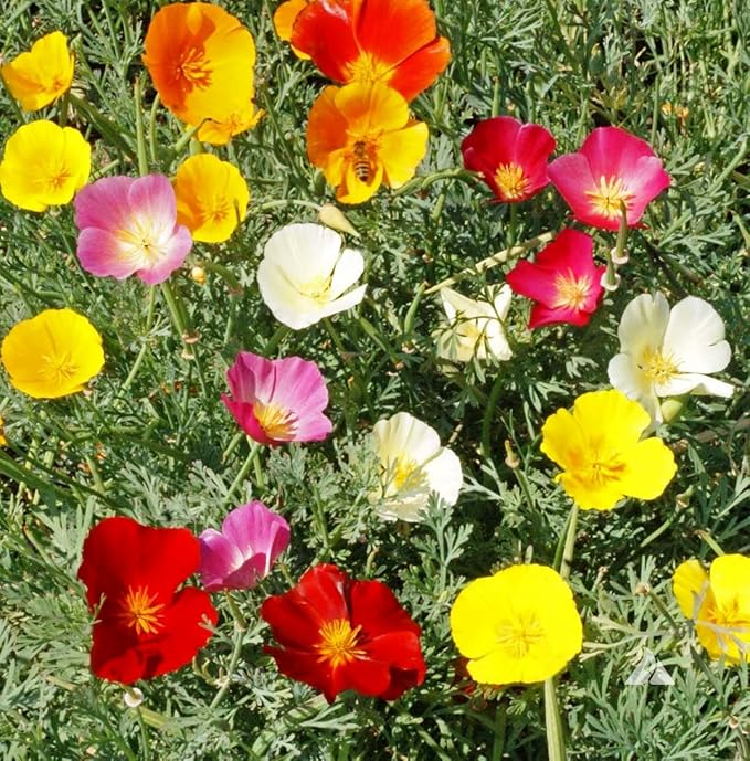 KIRA SEEDS - Seeds California Poppy Mix - Eschscholzia californica - Perennial Flowers for Planting