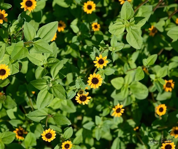 Creeping Zinnia - Sanvitalia Procumbens - 1000 Seeds - Bright Colors, Heirloom, Non-GMO, USA Grown, Excellent for Pollinators, Annual - Vibrant Flowers for Any Home Garden