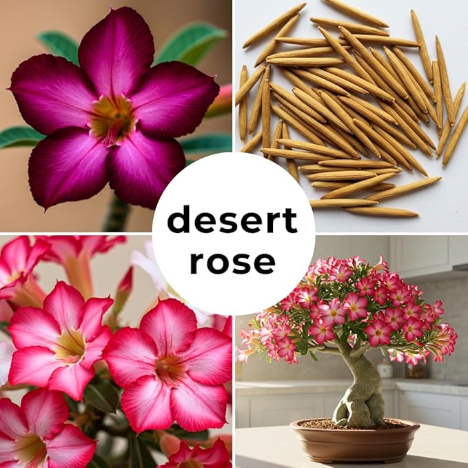 20 Mixed Color Desert Rose Seeds to Grow | 20 Seeds | Adenium Obesum Seeds to Grow.. Exotic Bonsai Plant