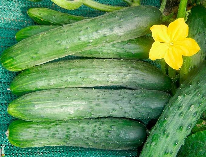 Seeds Vegetable Indoor Cucumber Zozula Self-Pollinating 45 Days All Seasons Vine Plant for Pickling - 10 Seeds