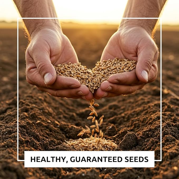 Perennial Ryegrass Seeds for Planting - Premium Quality Non-GMO Grass Seed for Lawns, Pastures, and Sports Fields (2 Pounds)