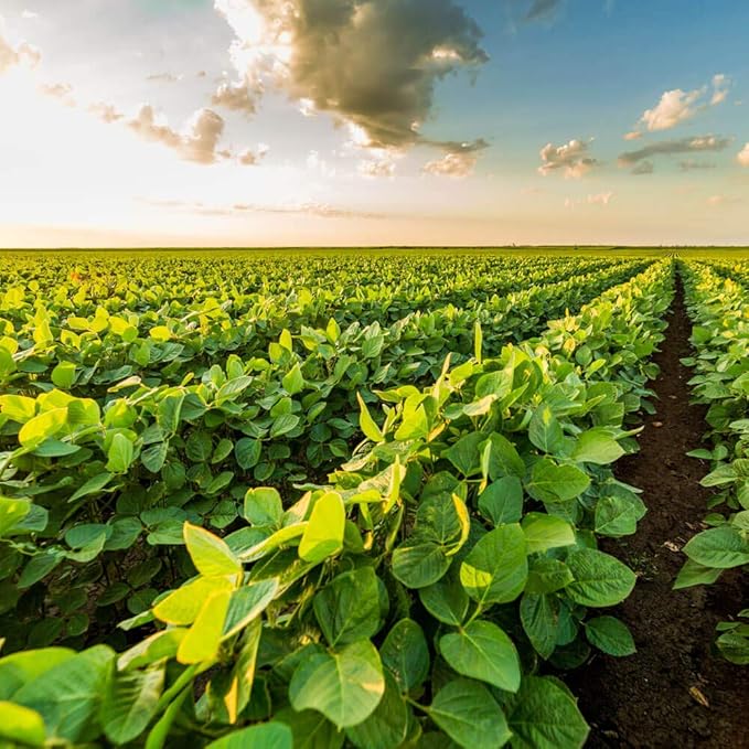 Outsidepride Soybean Seeds - 10 lbs High-Protein & High Yield Heirloom Variety Soy Beans, Ideal for Oil Processing, Forage, Animal Food Plots, & Wildlife Feed for Poultry & Other Farm Animals