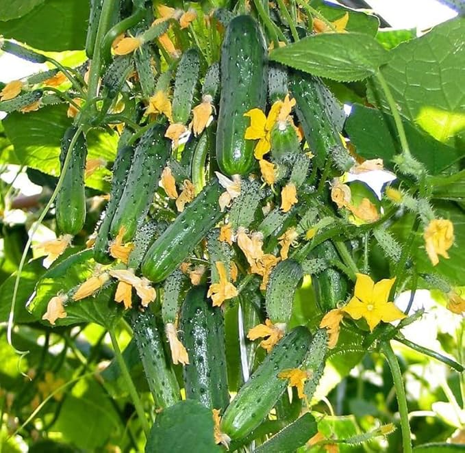 40+ Seeds Cucumber Titus F1 - Vegetable Green