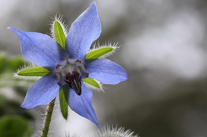 TKE Farms & Gardens - Borage Seeds for Planting, 100+ Non-GMO Heirloom Seeds, Attract Bees & Pollinators, Fast Growing Companion Plant for Tomatoes & Strawberries, Includes Instructions