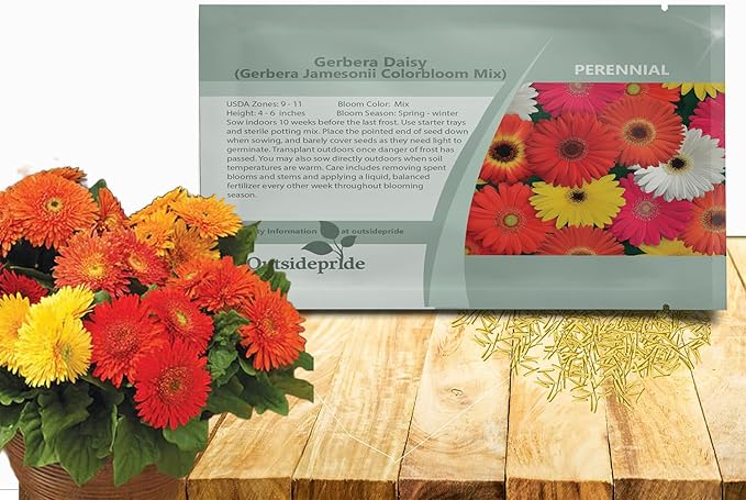 Outsidepride Colorbloom Mix Gerbera Seeds - 10 Pcs Perennial, Compact & Low Maintenance, Flower Seeds for Planting w/Vibrant Mixed Blooms, Ideal for Garden Landscaping & Cut Flower Arrangements