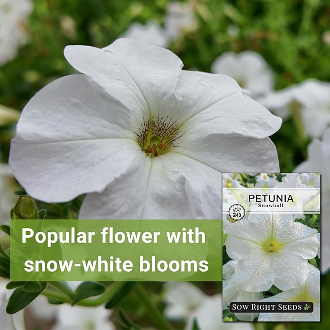 Sow Right Seeds - Snowball Petunia Seeds for Planting Outdoors - Non-GMO Heirloom Variety - Dwarf Flower - Easy to Grow White Petunias - Ideal for Flower Beds, Garden Borders, Containers (1)