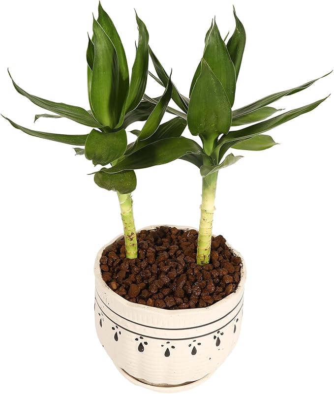 Japanese Super Hard Akadama Bonsai Soil - Medium Grain (6-12mm), 6 lb (3.6 QT) | for Established Bonsai,Orchids,Pond Plants,Drainage Layers & Plants with Extensive Root Systems