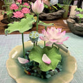 Mixed Bowl Lotus Seeds for Planting, 35 Water Lily Flower Plant Seed, Non-GMO Bowl Lotus Fresh Garden Seeds for Home Indoor Outdoor and Garden