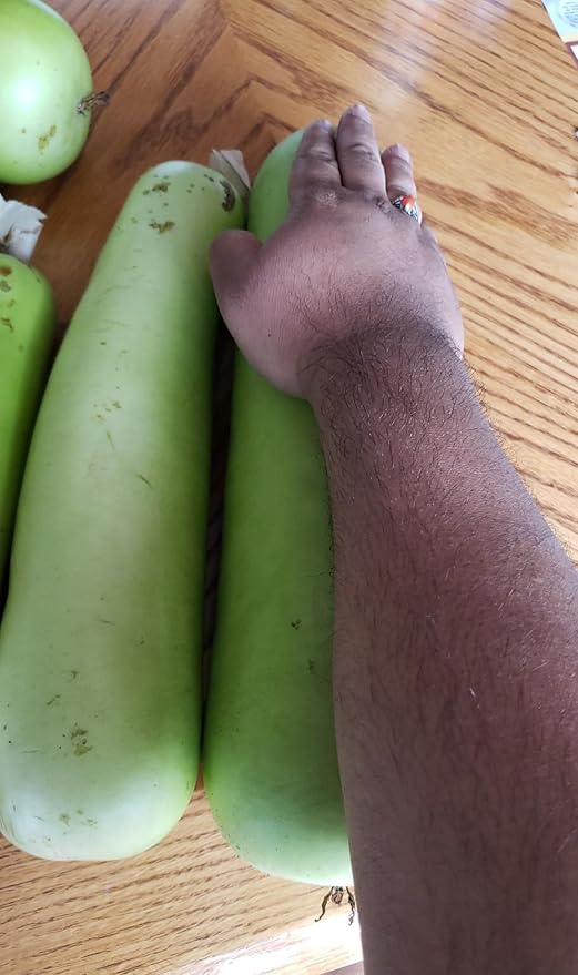 Heirloom Bottle Gourd New Lauki Cucuzzi Seeds Opo Asian Calabash Melon Chinese Squash Non-GMO Heirloom 20pcs