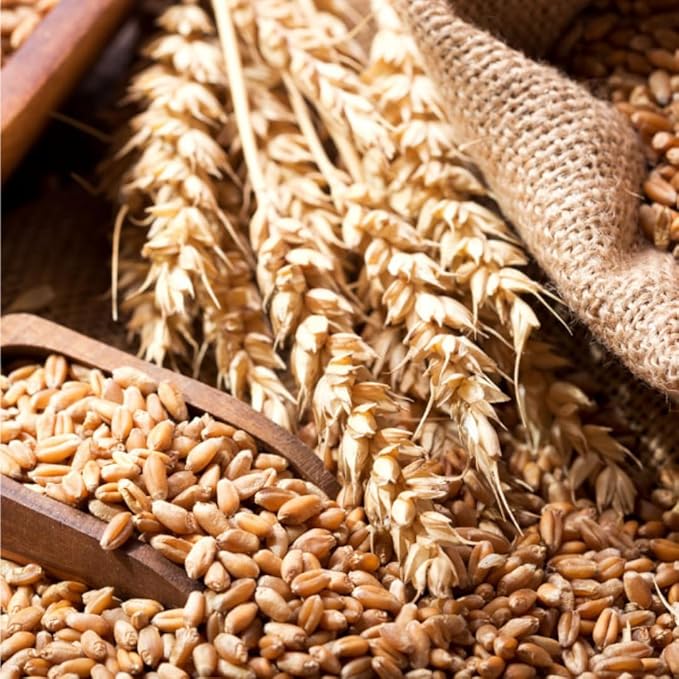 3 Pound Rye Cover Crop Seeds, Rye Grass Seeds for Lawn, Outdoor Growing, Fast-Growing Grass Seed