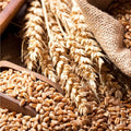 4 Lbs Rye Grass Seeds for Lawn, Rye Cover Crop Seeds for Outdoor Planting, Fast-Growing Grass Seed