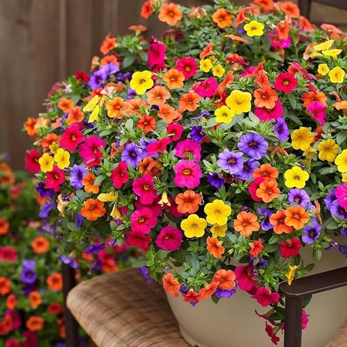 SuperPetunia Mixed Color Flower Seeds, 2 Pack of 20 Seeds for Hanging Baskets and Home and Garden Planting Seeds.Limited Supply Order Now!