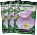 Sow Right Seeds - Showy Evening Primrose Flower Seeds for Planting - Non-GMO Heirloom Packet with Instructions - Native Wildflower for Pollinators - Perennial Pink Ladies, Mexican Evening Blooms (3)