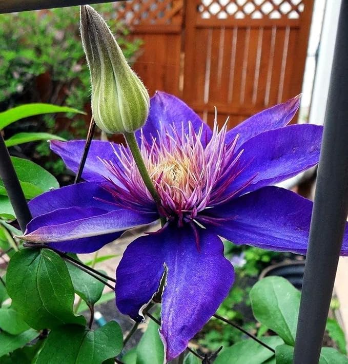 Clematis Mixed Colors 20Seeds Wonderful Blooms 20+ Perennial Vine Seeds (Clematis 1)