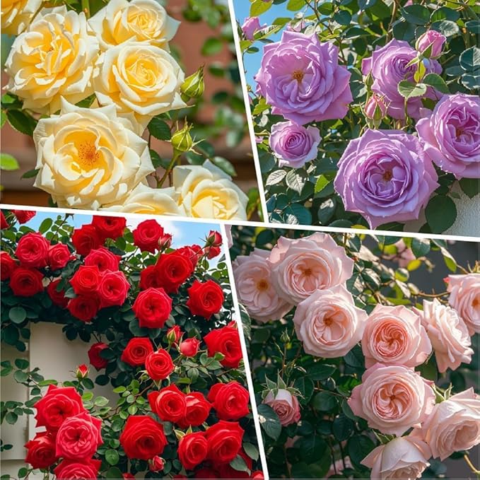 150+ Mix Climbing Rose Seeds for Planting Outdoors-Perennial Rose Flower Seeds Ornamental Beautiful Roses