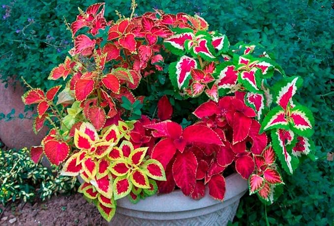 Seeds Coleus Variety Mix/Annual Flowers