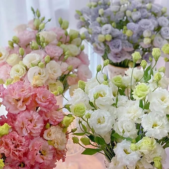Exotic Lisianthus Flower Seeds – 25pcs Mixed Double Bloom Lisianthus Seeds, Annual Ornamental Flowers, Easy to Plant, Non-GMO for Garden & Pots