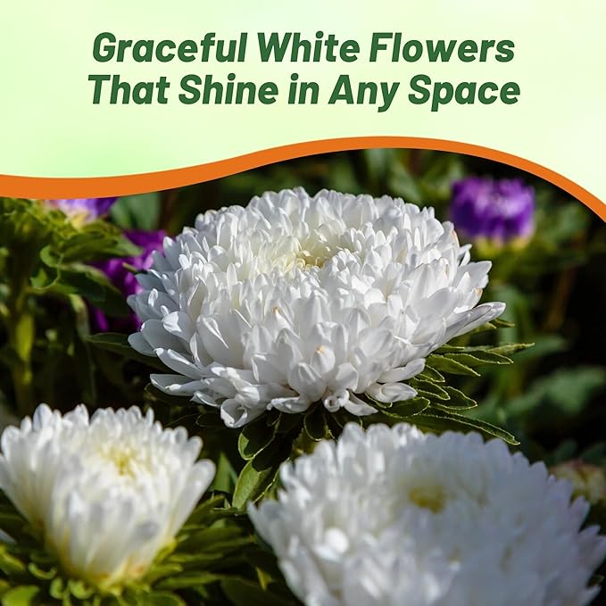 Outsidepride Paeony Aster Seeds - 1,000 Pcs Annual, Hardy & Pollinator Friendly Flower Seeds for Planting Vibrant Double Incurved White Petals, Ideal for Meadows & Aesthetic Gardens