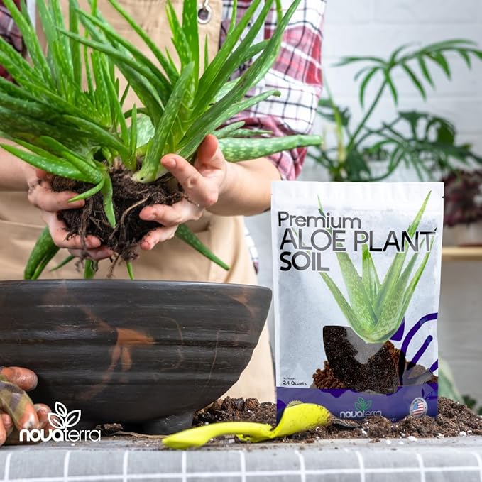 Potting Soil for Aloe Vera Plants Indoor Aloe Vera Plant Cactus Soil Potting Mix Aloe Vera Potting Mix Indoor Potted Aloe Plants Live Succulents Cactus Live Plants 2.4 Qts