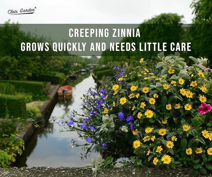 Creeping Zinnia - Sanvitalia Procumbens - 1000 Seeds - Bright Colors, Heirloom, Non-GMO, USA Grown, Excellent for Pollinators, Annual - Vibrant Flowers for Any Home Garden